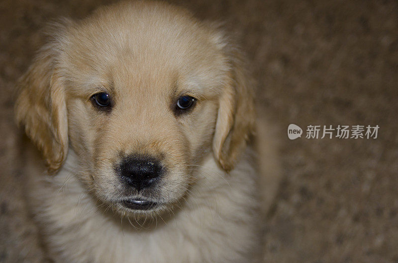 金毛猎犬小狗盯着