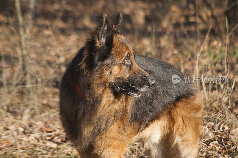 德国牧羊犬