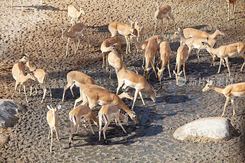 一群黑斑羚在几乎干涸的河床上饮水。