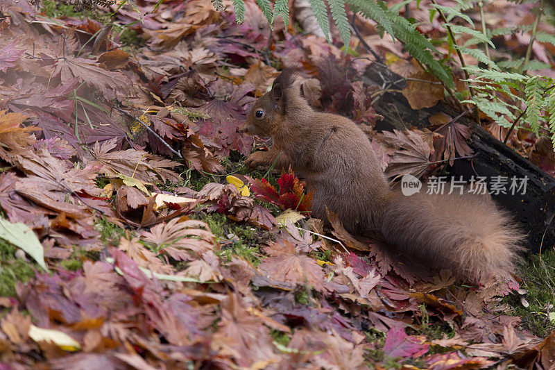 红松鼠，苏格兰