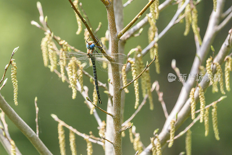 沼泽达尔纳蜻蜓挂在树枝上
