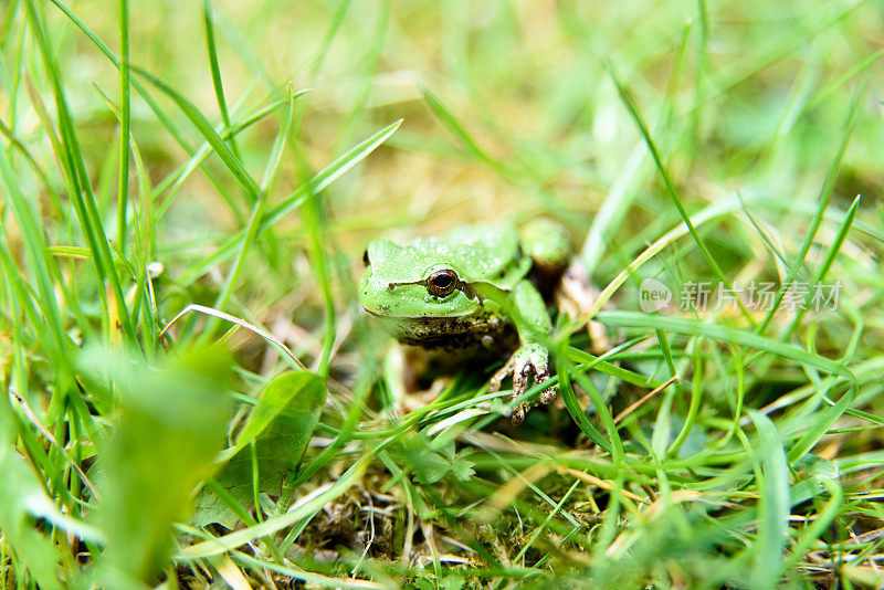 绿色的小树蛙在草地上