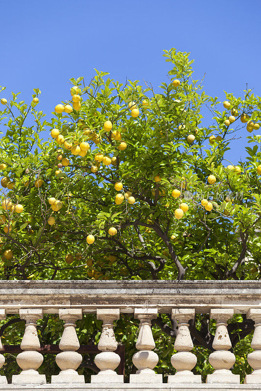 柠檬树和意大利栅栏，意大利西西里岛