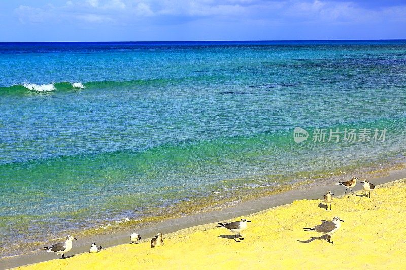 坎昆加勒比海滩上的一群海鸥和海鸟