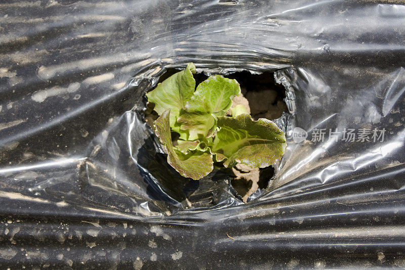 近距离播种地，塑料片保护小生菜生长。