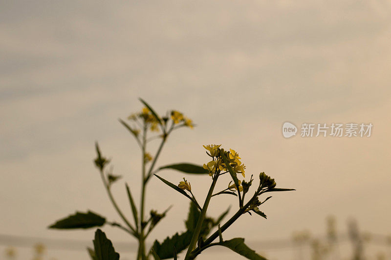 芥菜植物