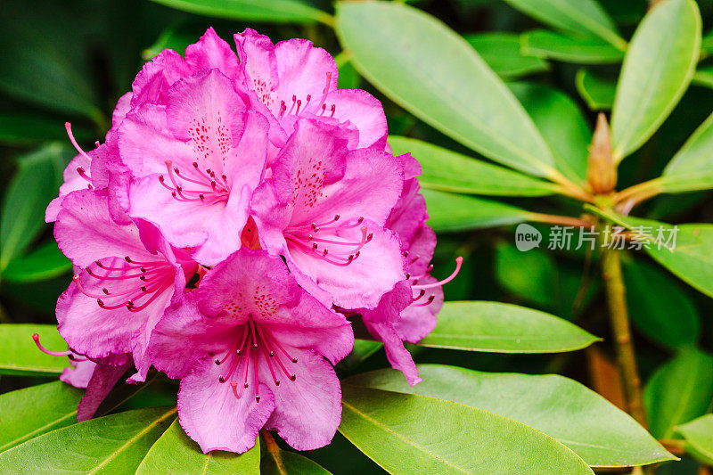 香杜鹃花“薰衣草女孩”