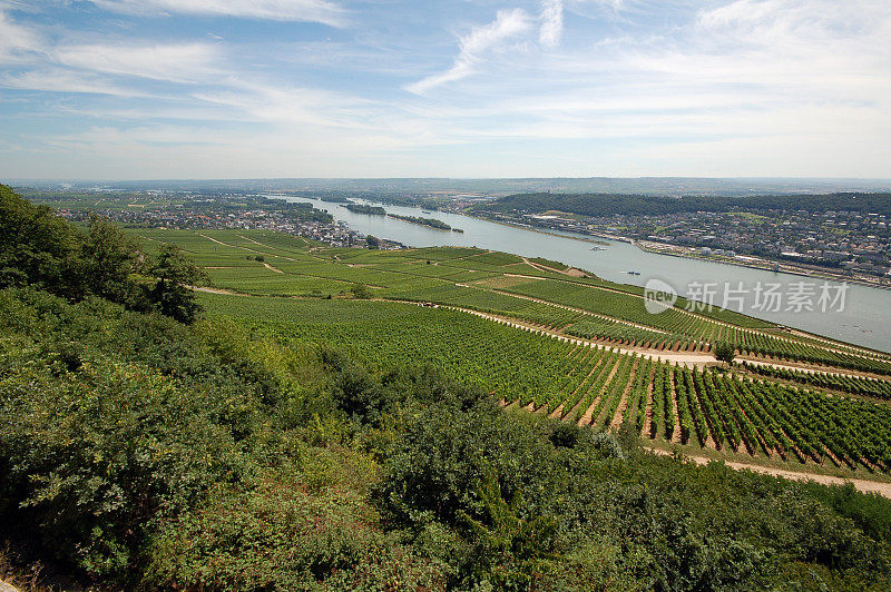 德国莱茵河流域的葡萄园