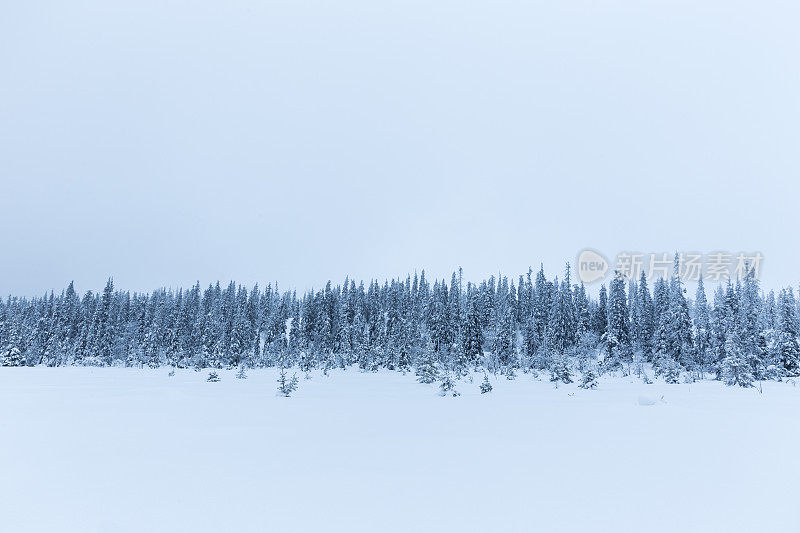 北极芬兰冬天的景象森林里的树木