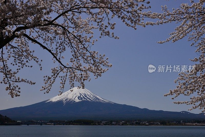 富士山和川口湖的樱花