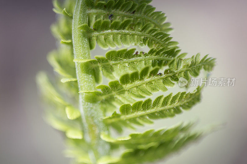 蕨类植物