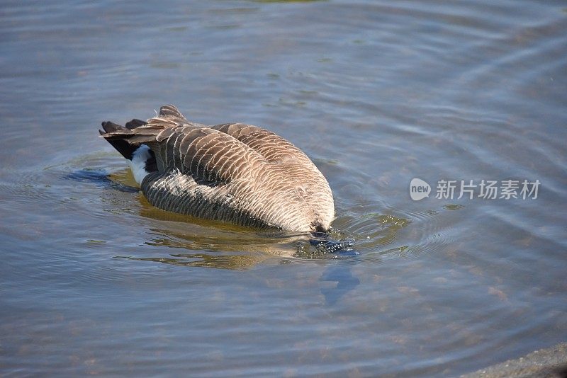 黑额黑雁潜水