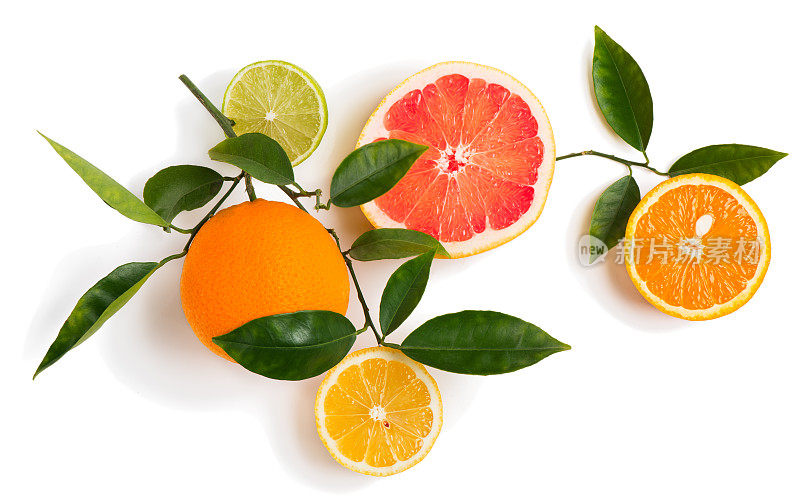 不同的柑橘类水果在小树枝上。