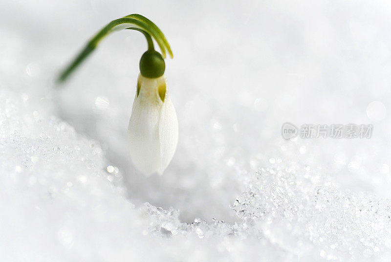 春天，雪花莲和雪