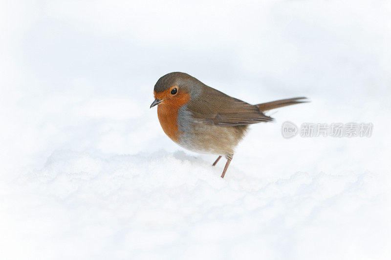 罗宾(红心rubecula)