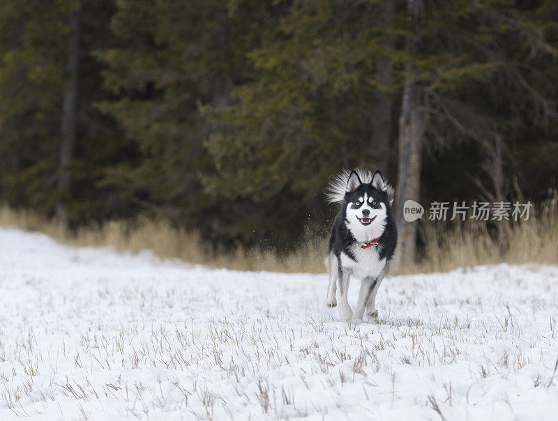 迷你哈士奇在雪地里快乐地奔跑