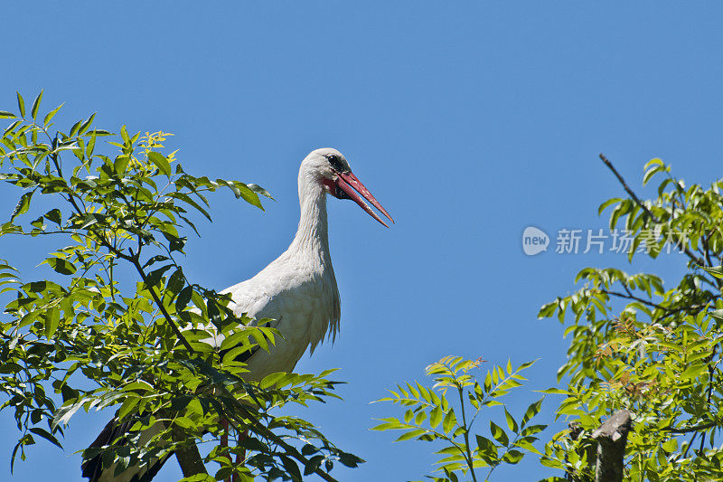 鹳