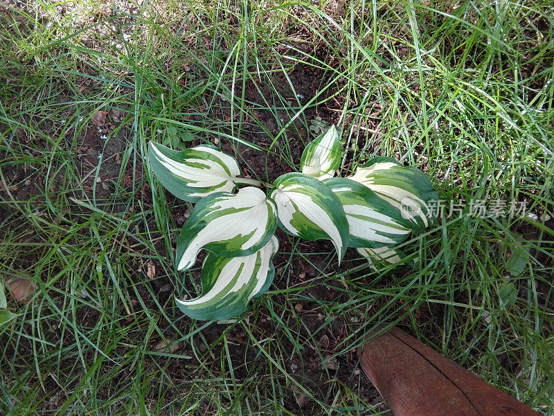 玉簪属草本植物柳杉林植物