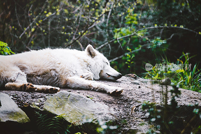 白狼在大自然中睡觉