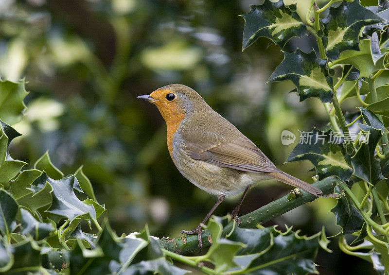 罗宾(红心rubecula)