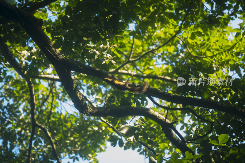 松鼠在爬满藤蔓的树上玩耍，