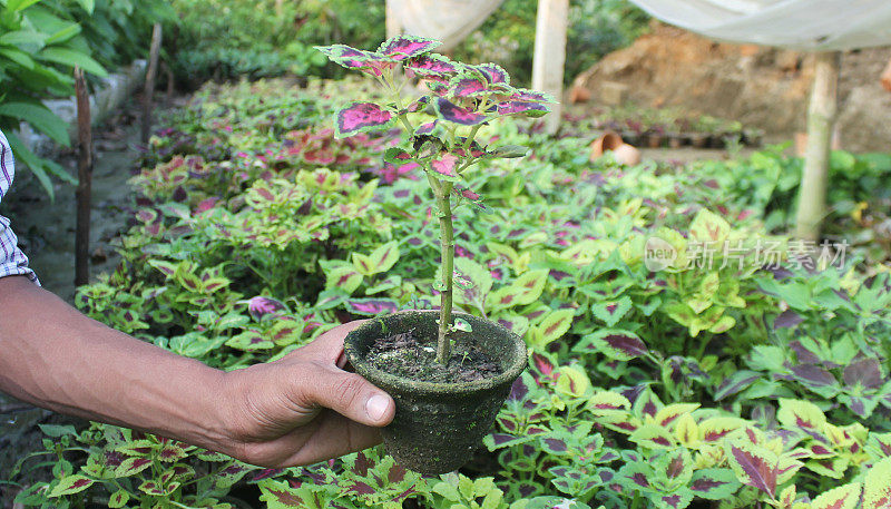 在花园中心抱着一株室内植物