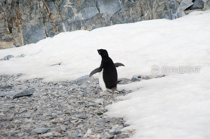 阿德利企鹅靠近雪