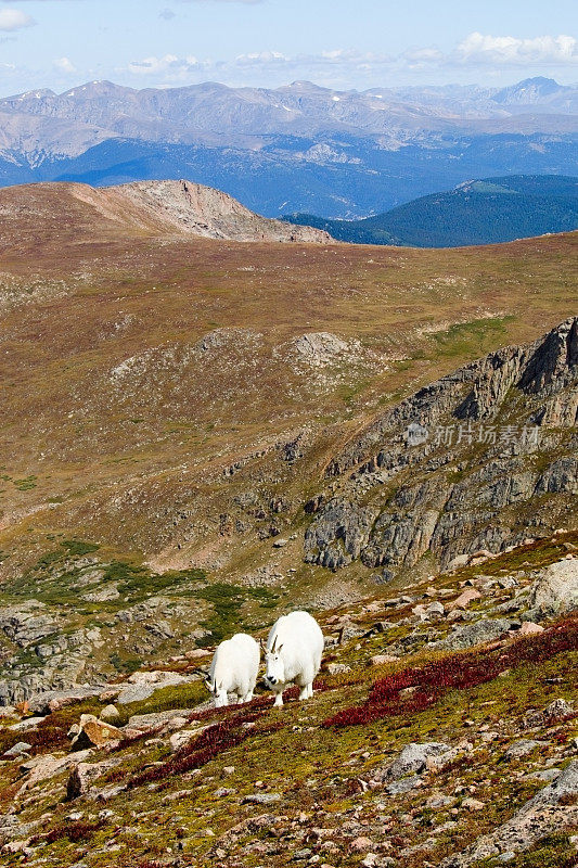 阿拉帕霍国家森林比尔施塔特山上的山羊