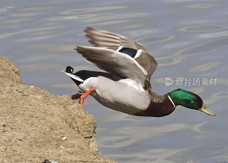 野鸭