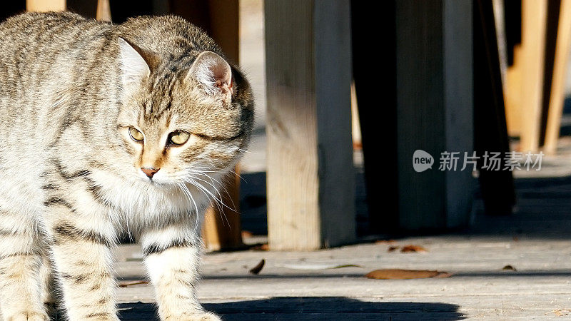 小猫准备攻击