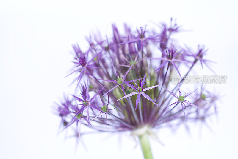 葱属植物花朵特写