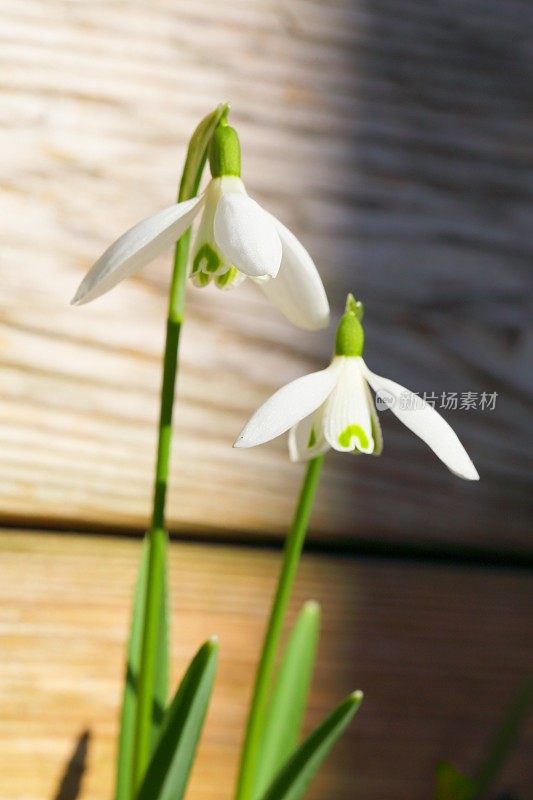 雪花莲