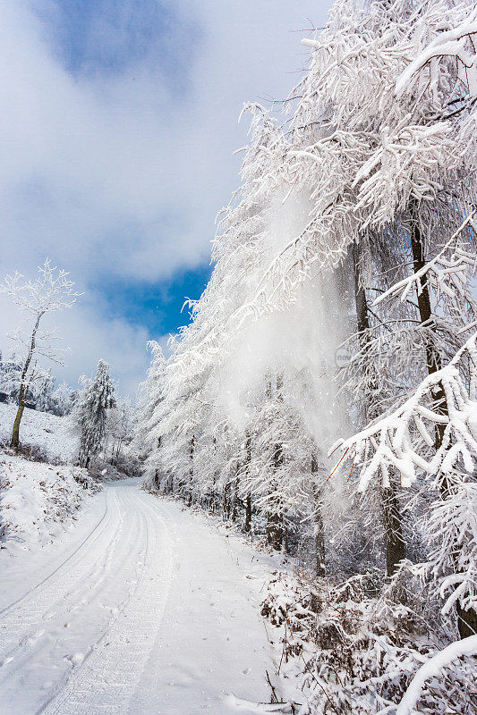 山上的树木覆盖着白霜和白雪