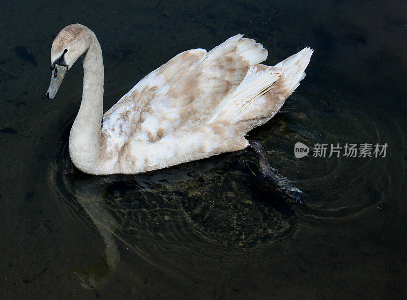 变成成年天鹅的小天鹅，羽毛为棕色和白色