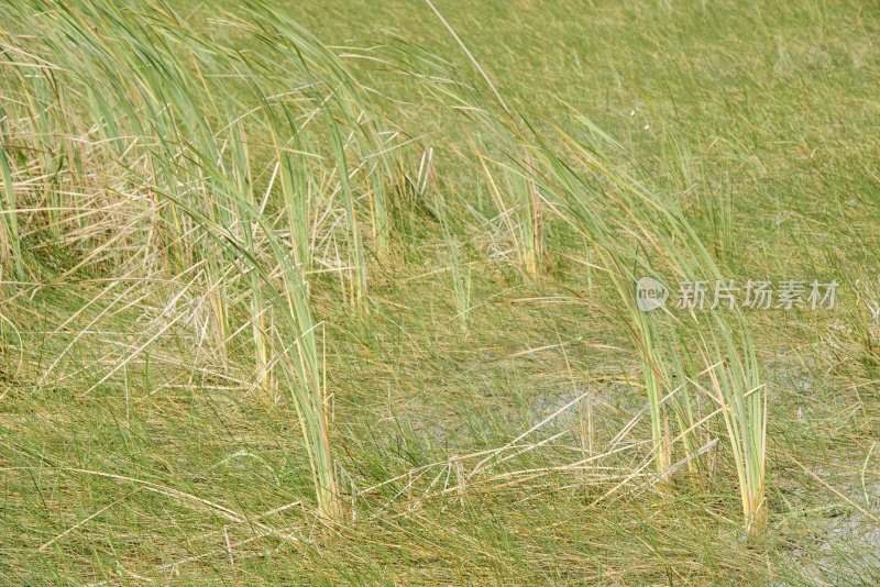 湿地水环境的绿色大沼泽地、锯草植物自然背景