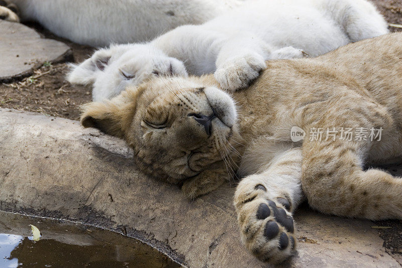 动物:睡狮幼崽