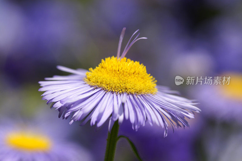 夏日紫苑的细节