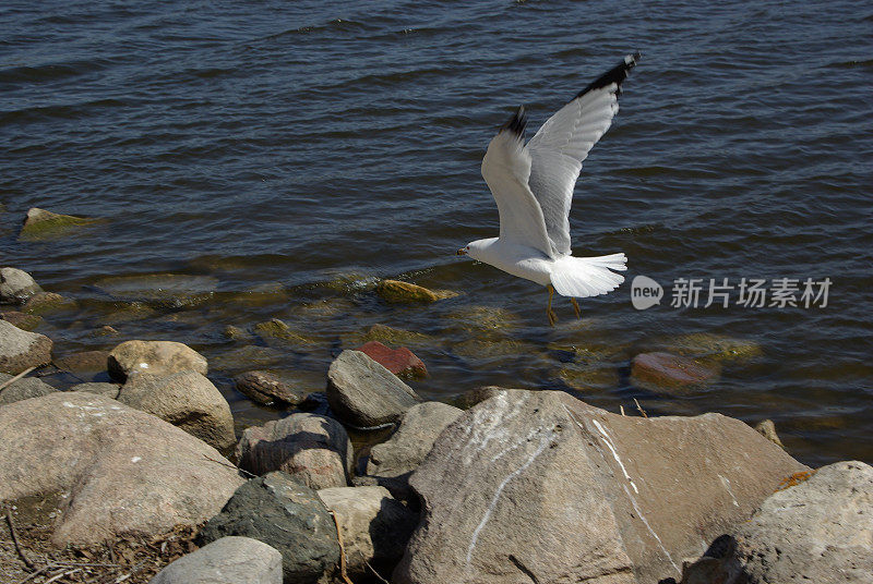 飞行中的加州海鸥