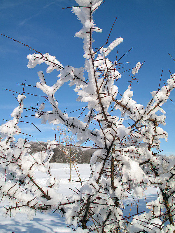 雪天黑刺李树