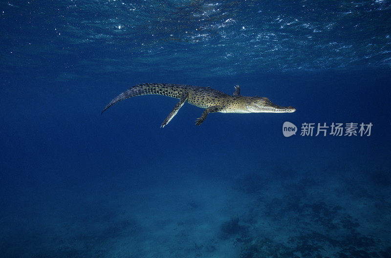 咸水鳄鱼