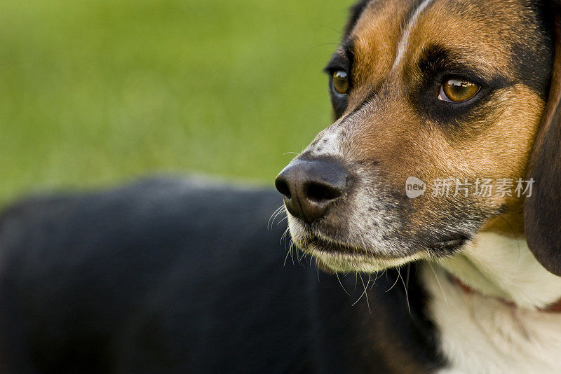 小猎犬号