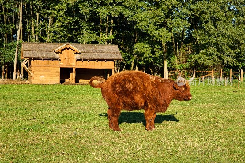 奶牛，在牧场上撒尿的红色高地牛(苏格兰盖尔语)