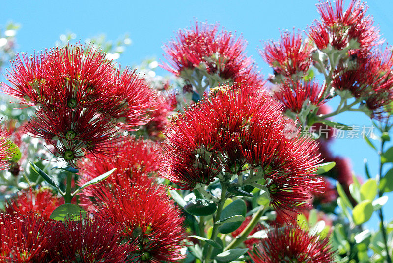 新西兰Pohutukawa