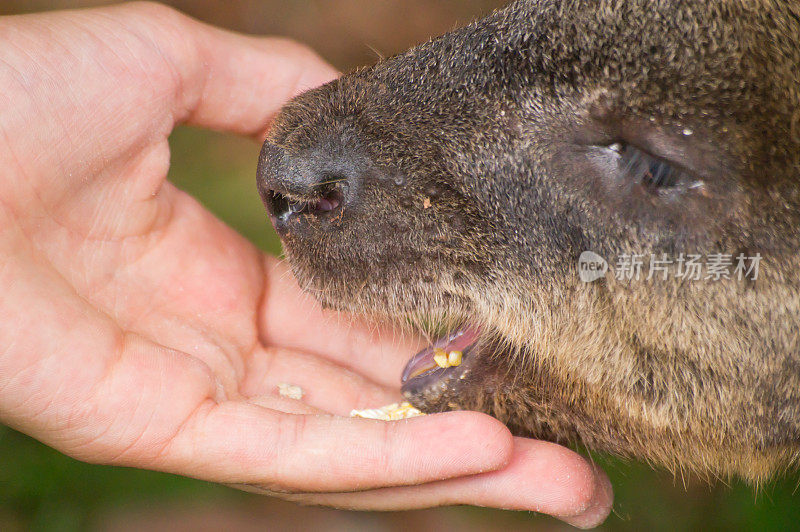 河沙袋鼠从一只手上进食