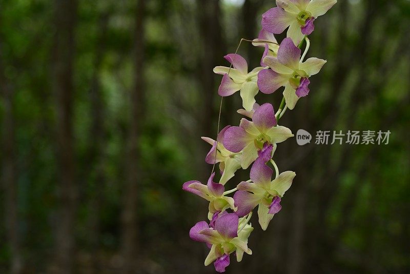 热带兰花,泰国。