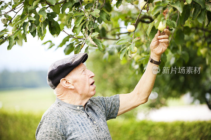 老人摘苹果