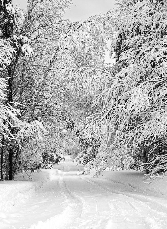 车道和白雪覆盖的树单色垂直