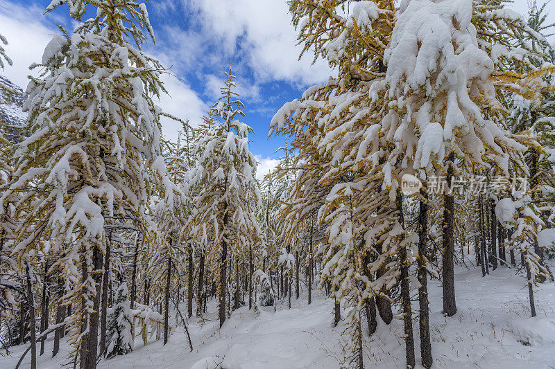 秋雪覆盖松树树林森林景观，加拿大