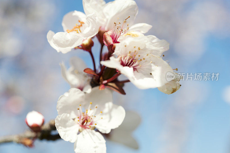 梅花