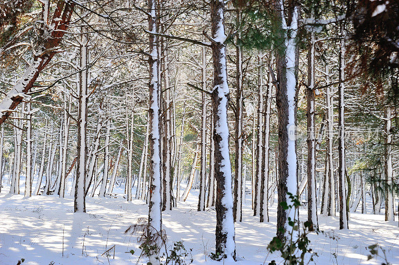 树木和雪